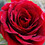 lovely_Monica